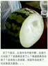 光威（GW）爆护鲫香味（100克）3袋四季搓拉鱼饵鲫鱼鲤鱼综合饵可拉饵钓鱼饵 实拍图