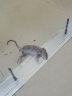 威力捕 电猫捕鼠器家用高压捕鼠神器抓捉逮智能调压大功率电子猫灭鼠器 实拍图