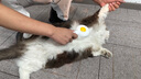 PEISIMA猫梳子去浮毛宠物排针梳猫咪狗狗专用梳毛刷猫毛狗毛清理器除毛器 象牙白【祛浮毛+按摩+开结】 实拍图