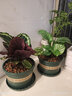 室内绿植花卉盆栽孔雀竹芋 猫眼彩虹绿植盆栽植物 苹果竹芋20-30厘米高 原盆原土发货 含原装简易塑料盆 实拍图