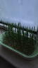 疯狂的主人猫草+6袋小麦种子盆栽无土水培薄荷化去毛球助排毛猫咪零食成幼猫 实拍图