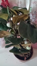 欧芽小盼菩提树盆栽带果绿植物室内花卉办公室盆景客厅禅意摆件好养活 小盼菩提【原盆】 实拍图