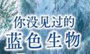 你没见过的蓝色生物（精装）小天角轻科普系列 入选美国蒙大拿州博兹曼池塘公园读书步道沿途展示绘本 实拍图