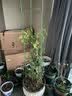 柯必达 爬藤架花架 植物攀爬架铁艺架子月季铁线莲花架爬藤花支架 伸缩型 高1.5m(3杆5圈) 实拍图