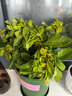 开时果 栀子花盆栽浓香型四季开花卉 阳台花卉好养绿植物源头直发包邮 加仑盆【150#栀子花】 实拍图