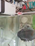森森 增氧泵鱼缸氧气泵水族箱增氧机小型充氧泵 【交流插电】单孔4W（带增氧套餐） 实拍图
