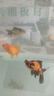 贝冠奇金鱼活体观赏鱼冷水鱼锦鲤小金鱼宠物活鱼包邮草金鱼小型鱼苗 6条小金鱼3-4cm（颜色随机） 实拍图