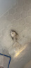 云峰海瑞神仙鱼七彩神仙鱼热带鱼秘鲁神仙中型热带鱼观赏水族活体套餐 黑神仙鱼2条（2.5-4cm） 实拍图