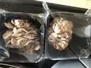 绿食者 新鲜舞茸150g 灰树花菇 食用真菌菌菇 舞茸茶舞菇 实拍图