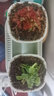 捕蝇草盆栽·猪笼草·食虫植物夏季驱蚊食虫捕虫室内趣味绿植 洛芙丽【茅膏菜】 【赠吸水盆】栽好发货 实拍图
