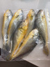 沈志雄东山岛澳角村海捕大黄花鱼小黄鱼蒜瓣肉鲜年货年夜饭送礼 6-8条/共800g 实拍图
