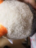 IGNATIUS加油鸭毛绒玩具网红沙雕复读鸭玩偶怼人小鸭子公仔布娃娃生日礼物 【灰色毛衣】白鸭 全长约34厘米 实拍图