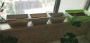 花语笙默夏季花草种子薄荷种子阳台室内盆栽室外活留兰香薄荷种子 留兰香薄荷5克（约500粒）可播1平方米 实拍图