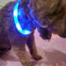楚克奇（CHUKCHI）宠物狗项圈发光USB充电式LED电子项圈狗狗夜光脖圈中型颈圈防丢器 蓝色 S码周长约38CM 实拍图