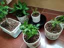 裕轩堂花盆陶瓷梅兰创意特大号简约绿萝吊兰阳台室内多肉托盆家用带托盘 TX10252A8099 特大直径21左右 实拍图