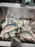 佳之钓 咬钩变色夜光漂高灵敏浮漂鲫鱼漂夜光大物电子漂粗尾醒目浅水鱼 XL-04变色漆主攻中大鱼吃铅 3.2 【不变色】配1粒电池 单支装 实拍图