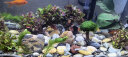 大匠神彩优质珊瑚砂鱼缸过滤材料菲律宾珊瑚沙珊瑚骨提高PH滤材净水海水沙 1斤+网袋 晒单实拍图