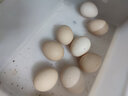 我老家新鲜大鹅蛋 农家自养土鹅蛋 现捡现发 鹅蛋12枚(1200g) 实拍图