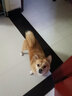 每日狗粮毛发泪痕管理低敏低脂犬粮泰迪金毛斗牛比熊成幼犬通用 菊花泪痕管理狗粮10KG 实拍图