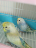 万宠汇 鸟活体虎皮鹦鹉笼养牡丹玄风活鸟学说话手养小太阳鹦鹉宠物鹦鹉 随机金彩虎皮2只+双层笼+饲料1斤 实拍图