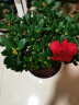 四季开花比利时杜鹃花盆栽室内阳台绿植花卉盆景树桩开花不断 不含盆颜色备注 含盆 实拍图