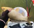 川泽高弹力钢丝失手绳强拉力自动伸缩钓鱼竿防丢防脱绳钓鱼脱手钢丝绳 5米钢丝失手绳【收缩约76cm】 颜色不指定，随机发出哦 实拍图