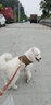 出众者狗狗牵引绳马犬胸背带大型犬狗绳背心式狗背带法斗金毛狗狗用品 棕色/单个背带 L码（推荐体重35-75斤） 实拍图