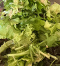 一号农场日式风情沙拉开袋即食1箱2包5种蔬菜轻食健身代餐200g*2 实拍图