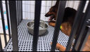 喵先生狗笼中大型犬小型犬狗笼子带厕所家用宠物狗窝围栏狗屋狗狗用品 四面全方管加固款 125*95*105cm 实拍图