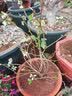 稔秋新品种L25蓝莓苗当年结果蓝莓树阳台盆栽地栽南北方种植原土发货  薄雾【南方适宜】 6年苗【结果多多】 实拍图