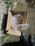 中科三号鲫鱼苗水产种苗黄金鲫中科五号工程鲫高背土鲫鱼苗活体鱼苗批发 大鲫鱼4-6厘米200条送10%防损 实拍图