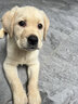 果粒之星纯种拉布拉多犬活体宠物狗拉布拉多幼犬导盲犬寻回犬大型犬 血统级 实拍图