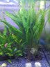 异景园鱼缸水族箱造景水榕沉木活体水草淡水无土植物后景真水草净水增氧 细叶铁皇冠(小) 实拍图