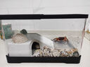 独宠你乌龟缸生态缸宠物饲养箱鱼缸塑料透明蝾螈爬宠专用生态造景晒爬台 【中号黑色基础款】 实拍图