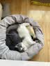 宠华仕 猫玩具逗猫棒猫咪玩具套装自动旋转蝴蝶 黄鱼小号20CM单个装 实拍图