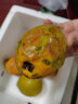 新鲜当季鸡蛋果 云南/海南蛋黄果 狮头果热带水果香甜粉糯 大果（单果120-200g） 1000g 实拍图