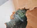 能见度榻榻米床垫子定制定制日式可加热电热炕椰棕塌塌米地垫踏地铺定做 电加热款，请咨询客服 标准款(私人订制) 实拍图