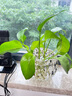 弗莱文茨创意绿萝水培植物透明玻璃花瓶家用客厅装饰品水养插花器皿摆件 竖条 中号 实拍图