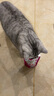 珍致猫（FancyFeast） 猫饼干喵脆之吻洁齿高蛋白营养猫饼干 海鲜三文鱼和吞拿鱼60g*10袋 实拍图