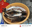 红狼（RED WOLF） 路亚pe线 鱼线主线原丝路亚线 强劲拉力钓鱼线 新款X8编【全黄色】 100米 1.5号 实拍图