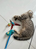 赞宠蓝色小鳄鱼摇摇绳猫玩具猫咪磨牙棒逗猫棒自嗨解闷耐咬小猫幼猫 实拍图