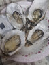 蟹小乔乳山生蚝【鲜活】特大当天打捞当天发货生蚝10斤牡蛎海蛎子海鲜 2XL号净重5斤（不套标17-20个） 实拍图