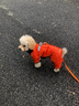 SLPC狗狗衣服冬天保暖中小型犬加厚四脚狗棉衣泰迪柯基小狗幼犬冲锋衣 橙 L（适合约9-11斤） 实拍图