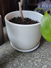 裕轩堂纯白色新款陶瓷花盆室内简约个性带托盘绿萝吊兰蝴蝶兰多肉盆桌面 尊贵93003白 大号口径约17厘米 实拍图