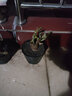 玩冒（WMO）玫瑰花大苗【3株+盆土肥】可自选当年开花大苗盆栽地栽耐寒花卉 粉色少女【3棵+盆土肥】 实拍图