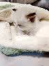 嬉皮狗（hipidog）宠物冬天毛毯猫毯子猫咪狗狗毯子小被子猫窝猫垫子保暖用睡垫地垫 暖冬绿 S：36*50cm 实拍图