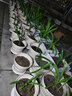 爱丽思（IRIS）花盆托加厚移动托盘花盘垫底座万向轮托盘花盆底盆托滚轮圆形底盘 外直径25cm/三个轮子/小轮 实拍图