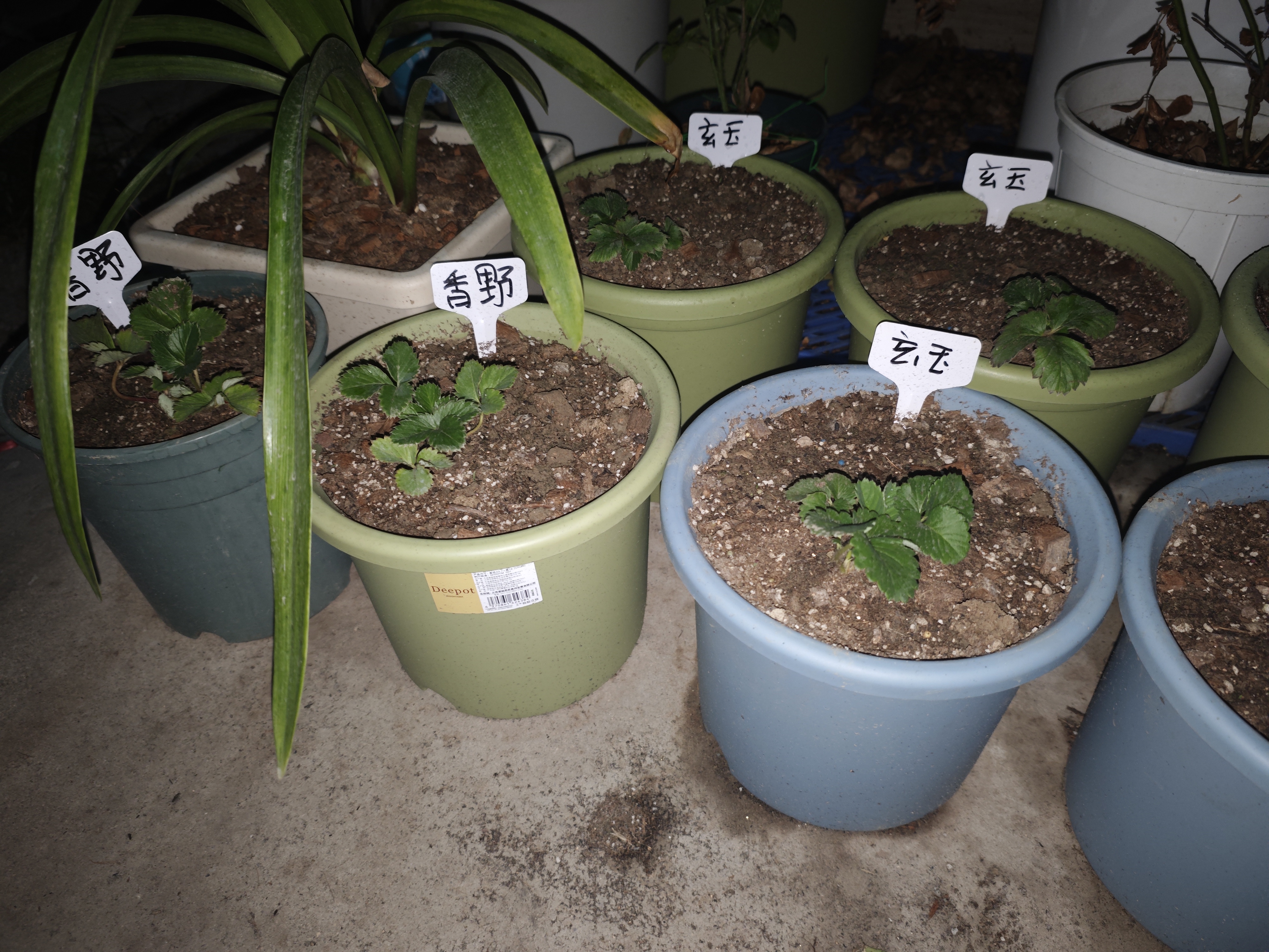 爱丽思（IRIS）Deepot花盆加厚树脂控根圆口绿萝绣球月季多肉发财树塑料加仑花盆 8号深绿色(口径约26.6cm)约8L 实拍图