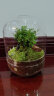 开时果 生命之树创意微景观桌面苔藓 成品礼物盆景好养绿植生态瓶盆栽 世界之树—小叶赤楠（成品发货） 晒单实拍图