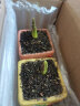 耘淘郁金香种球水培5度球花卉绿植种子土培植物水养盆栽室内室外耐寒 【试种装】混色3球+2包肥料 实拍图